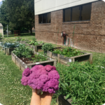 purple cauliflower